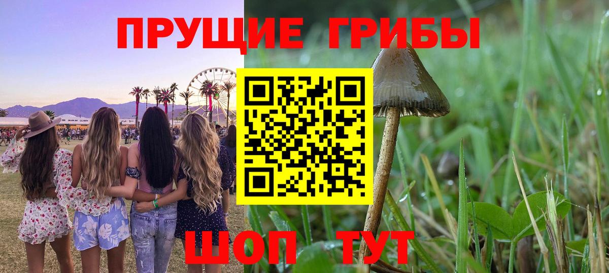 Псилоцибиновые грибы Psilocybe Прокопьевск